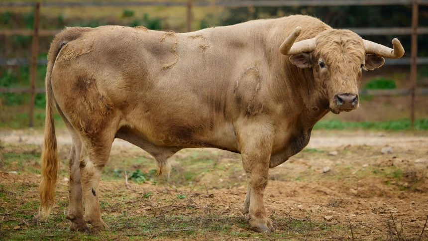 Toros de Torrealta para Arles