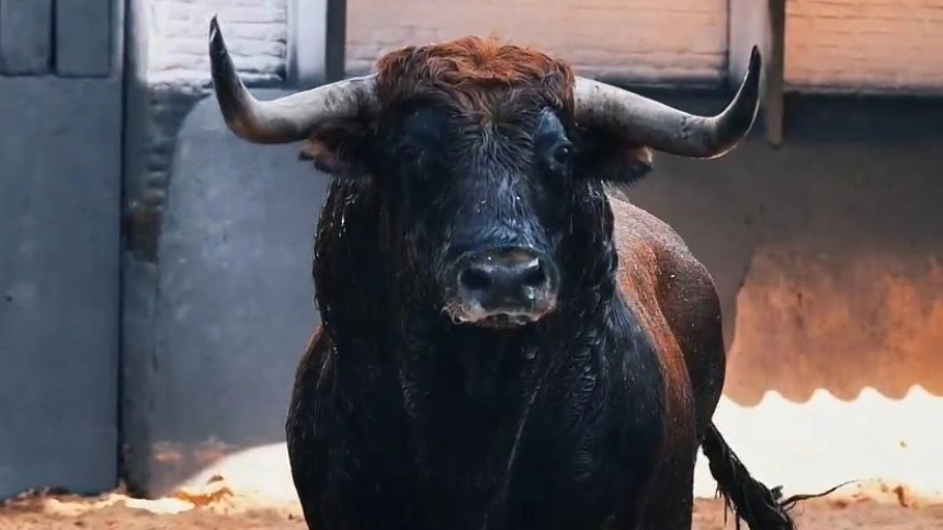 Los toros de Cuadri llegan a Las Ventas