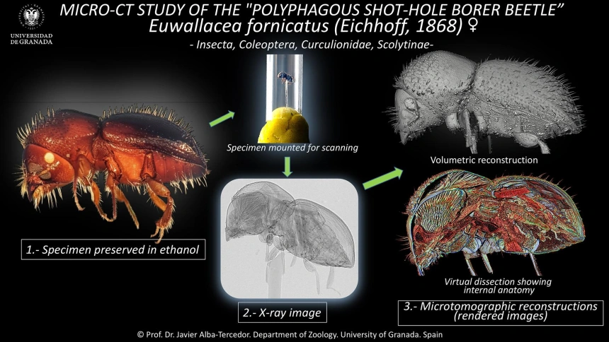 Desvelan los secretos del escarabajo que amenaza los aguacates de Granada