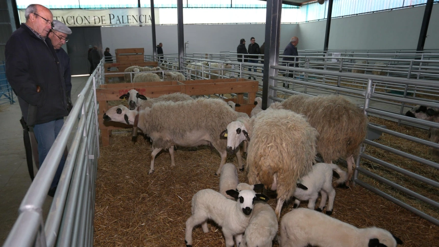 Feria organizada por Anche (Asociación nacional de criadores de ganado ovino selecto de raza Churra), que se desarrolla en el Mercado Comarcal de Allende el Río de Palencia