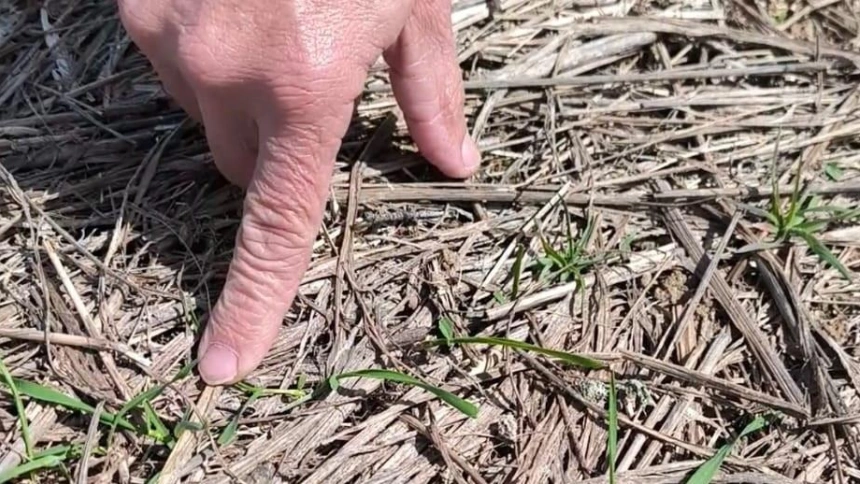Cultivo comido por los conejos