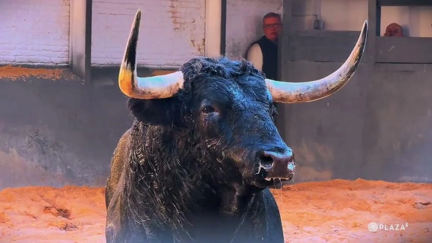 Uno de los toros de Martín Lorca en los corrales de Las Ventas