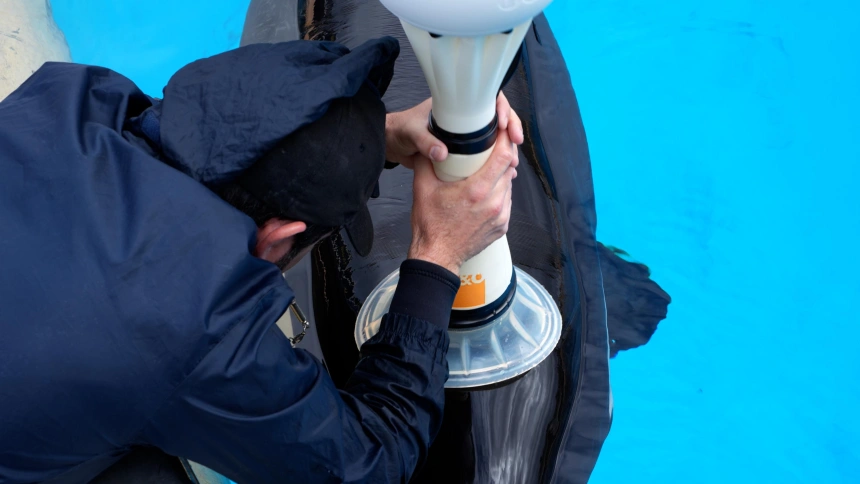 Loro Parque participa en el desarrollo de un dispositivo para medir la capacidad respiratoria de las orcas