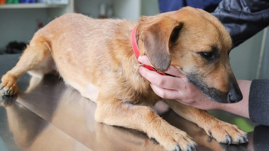 Una mascota en la revisión con el veterinario