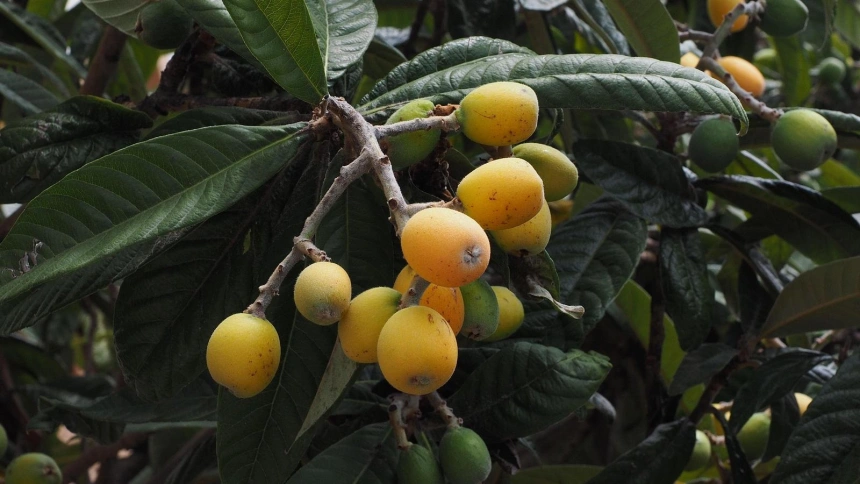 Otívar se viste de fiesta para celebrar el Día de la Níspola
