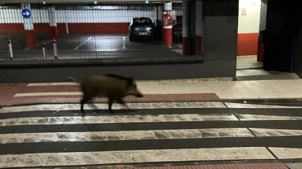 El jabalí se sitúa en el paso de peatones y en la entrada del parking de la Residencia Sanitaria