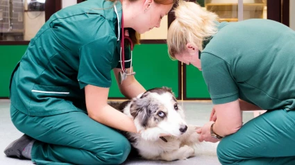 Foto de archivo de un perro atendido en una clínica veterinaria