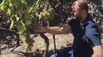 Manuel Rojo observa la calidad de las uvas en la vendimia