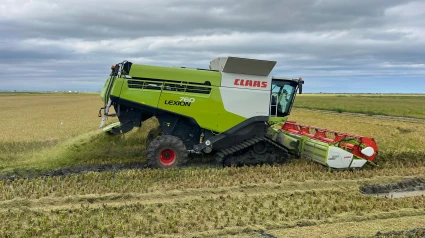Inicio campaña arroz