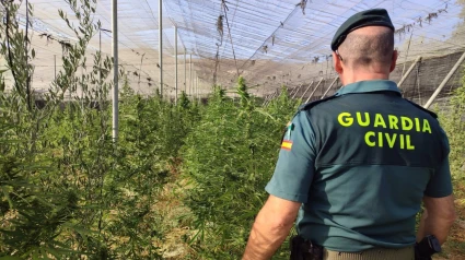 Descubiertas 550 plantas de marihuana en un invernadero de Jayena

La Guardia Civil ha intervenido 550 plantas de marihuana en un invernadero en el término municipal de Jayena (Granada) a raíz de que los agentes que realizaban una vigilancia por la localidad percibieron un fuerte olor a esta droga en una zona de olivos y decidieran inspeccionar el lugar.

SOCIEDAD ANDALUCÍA ESPAÑA EUROPA GRANADA
GUARDIA CIVIL