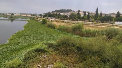 Nenúfar en el Guadiana