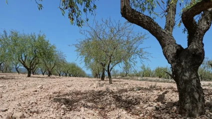 Los árboles de Murcia se secan