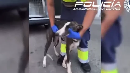 La Policía Municipal rescata a un cachorro de galgo