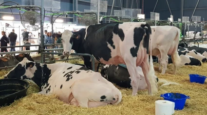 Una de las vacas que participa en AGROPEC 2024