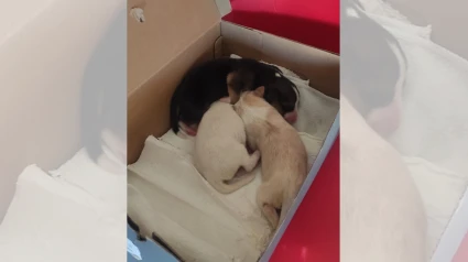 Seis cachorros fueron abandonados en Plasencia