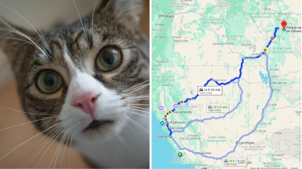 Gato y trayecto de 15.000 km