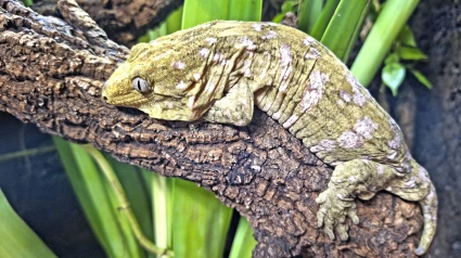 Gecko Gigante