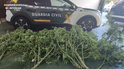 La plantas tras ser retiradas del invernadero en donde se cultivaron