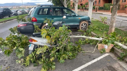 El viento derriba árboles y ramas en Logroño