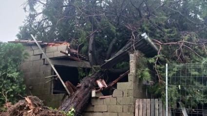 Un árbol caído en la zona de Lamardeite en el municipio de Vilardevós