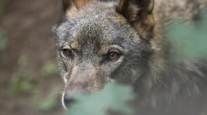 Lobo Ibérico (Archivo)