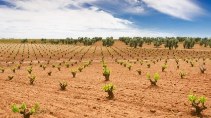 Ayudas PAC al campo