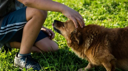 Así te localizan para multarte por dejar heces de tu perro en la calle: "Sabemos color, tamaño, raza y sexo"