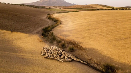 La imagen 'Rebaño en la Vega' ha recibido el Premio Especial del Jurado del V Concurso de Fotografía de Fundación Caja Rural de Granada
CULTURA ANDALUCÍA ESPAÑA EUROPA GRANADA AUTONOMÍAS
LLUÍS SALVADÓ/REMITIDA POR CAJA RURAL