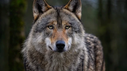 Queda comprobado que es real la presencia de una loba en el Alt Empordà