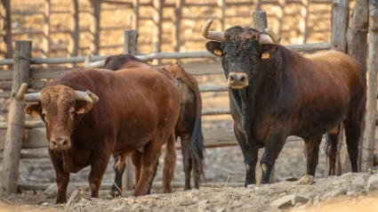 Dos de los toros de El Pilar que serán lidiados en el coso de Acho en Lima