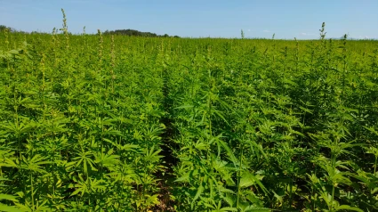 Extremadura aspira a liderar el cultivo de cannabis medicinal