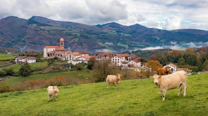 Vacas pastan en el monte