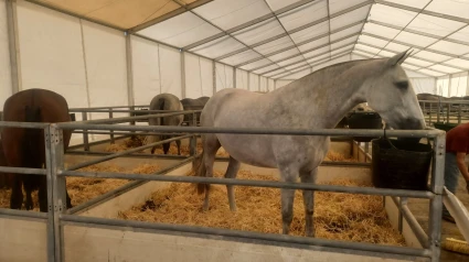 Caballos en la feria de Lorca, en el Huerto de la Rueda