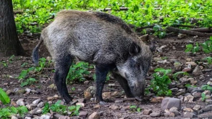 El jabalí es uno de las especies cinegéticas más apreciadas de la provincia