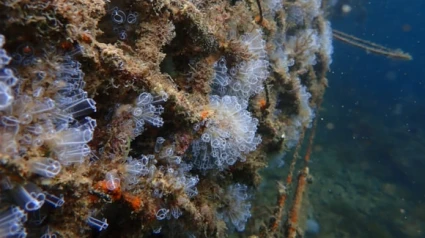 El modelo está basado en la tecnología de la empresa Ocean Ecostructures, que es capaz de crear ecosistemas resilientes en tiempo récord.