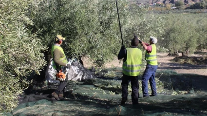 Cáritas Jaén activa su dispositivo de apoyo a temporeros durante la campaña de la aceituna