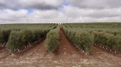 Olivar superintensivo en Andalucía