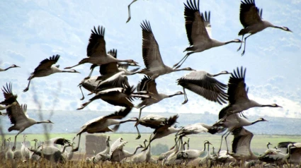 El espectáculo de las grullas en la laguna de Gallocanta.