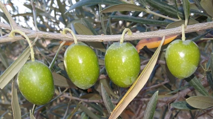 Aceituna sevillana