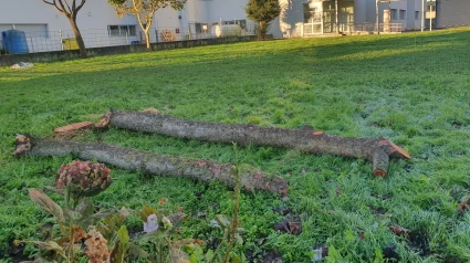 Árboles talados en el jardín del Gregorio Sanz