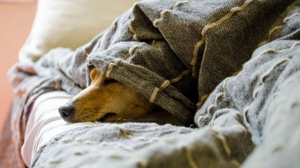 Voluntarios de Ribadeo recaudan ayuda para protectoras y animales afectados por la riada