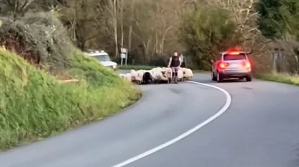 El momento en el que aparecen las ovejas