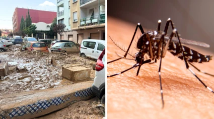 Preocupan los mosquitos tras la DANA de Valencia