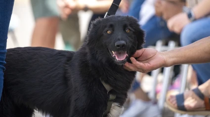 Un perro en busca de un hogar durante los desfiles solidarios de BIOPARC Valencia