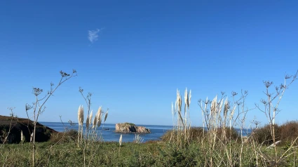 Zona de Lobadiz con hierba de la pampa