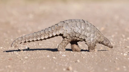 Pangolin.