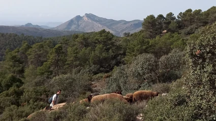 Las ovejas ayudan a mantener limpio el monte para prevenir incendios forestales