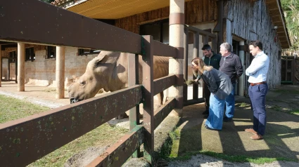 La presidenta de Cantabria, María José Sáenz de Buruaga, visita el recinto de rinocerontes.