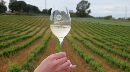 Copa vino blanco y viñedos. DO  Condado de Huelva