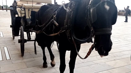 Inmovilizan un caballo en mal estado de salud
El Ayuntamiento de Palma ha obligado a inmovilizar el caballo de una galera durante 14 días en una cuadra, por presentar un estado de desnutrición en la zona de Dalt Murada.

ESPAÑA EUROPA ISLAS BALEARES SOCIEDAD
AYUNTAMIENTO DE PALMA